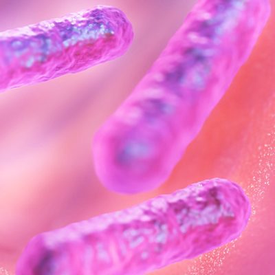 bacilli-7135349_1280