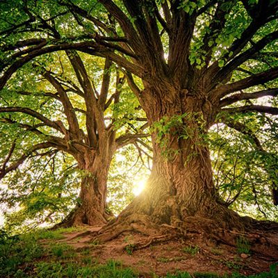 trees-3822149_640